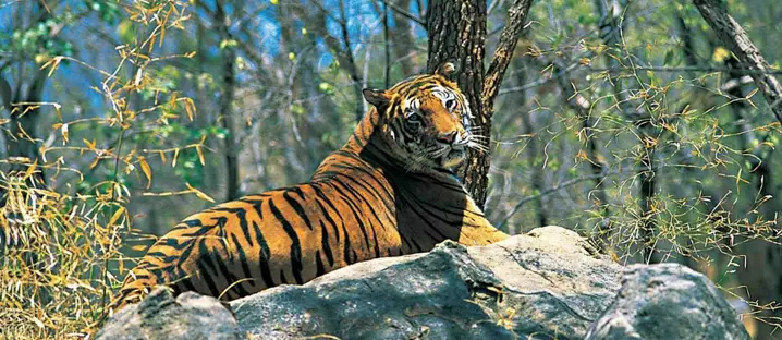 Parambikulam Wildlife Sanctuary